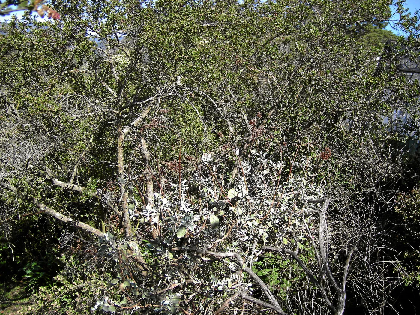 Brush at SBBG before fire clearance