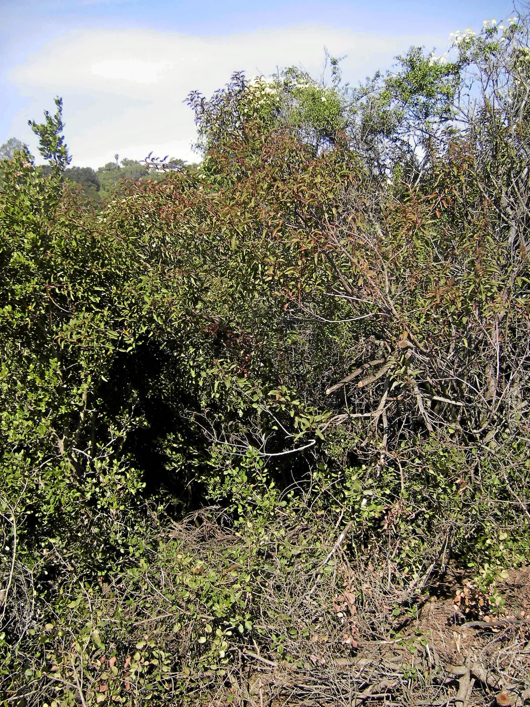 Brush at SBBG before fire clearance