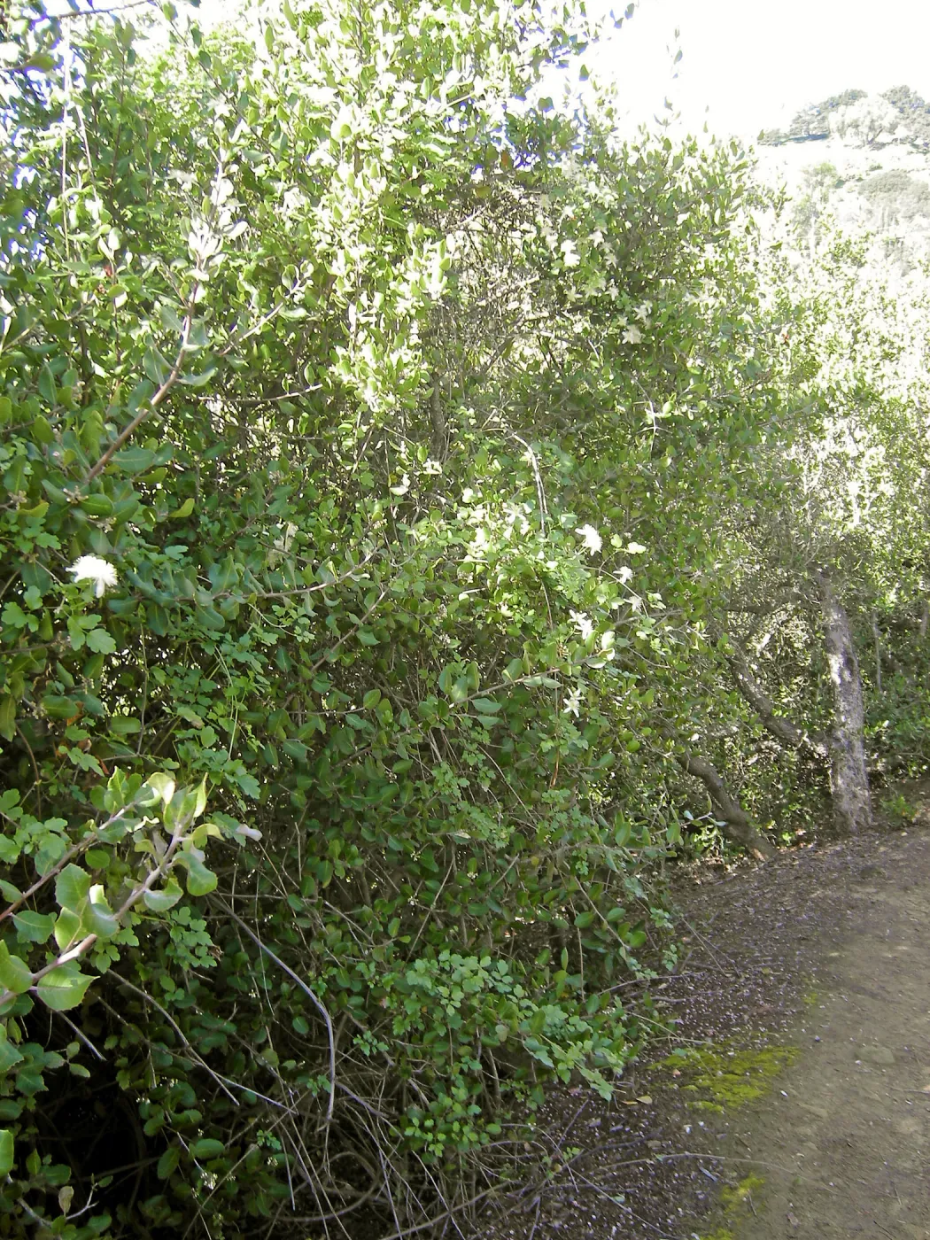 Brush at SBBG before fire clearance