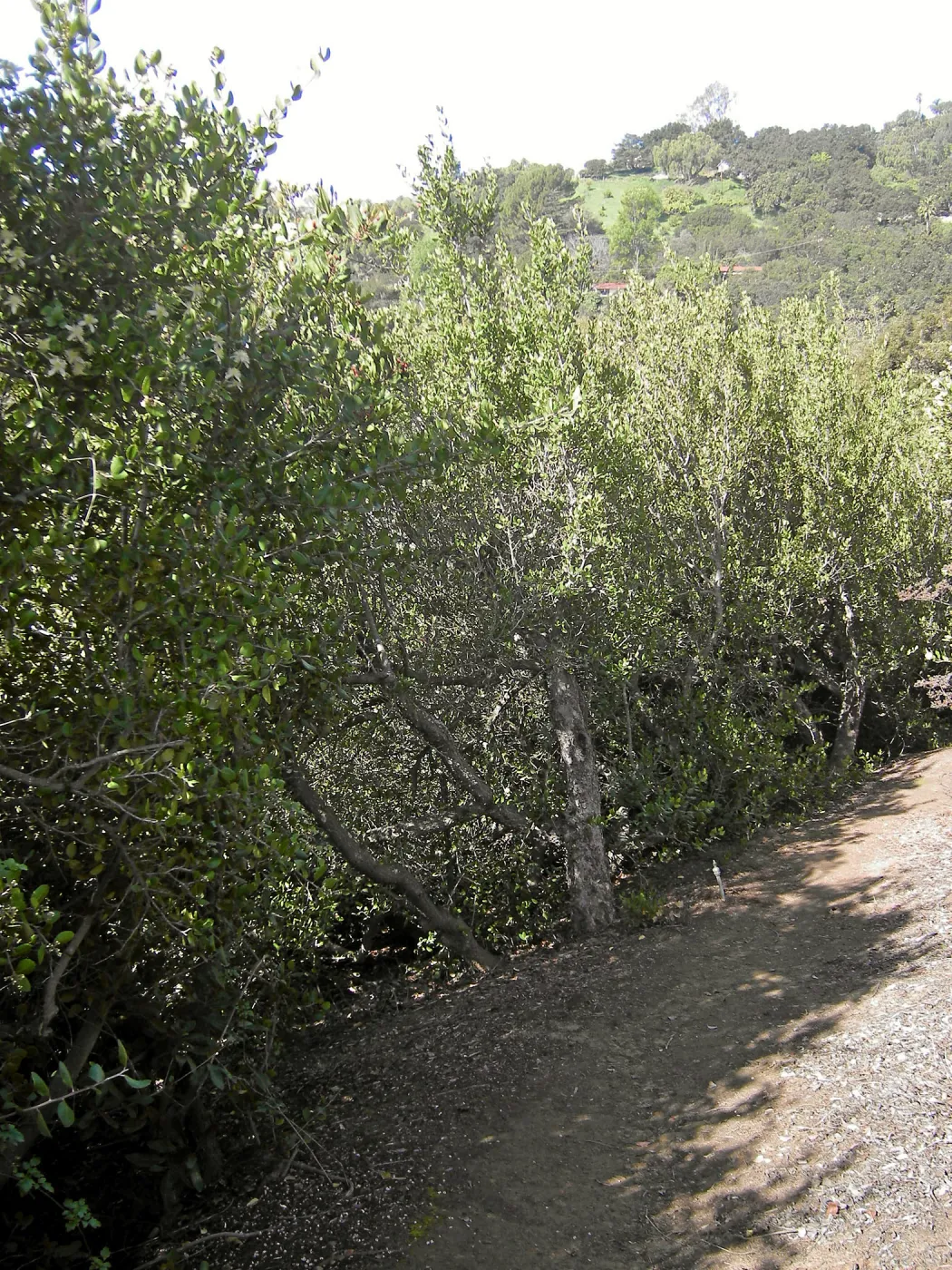 Brush at SBBG before fire clearance