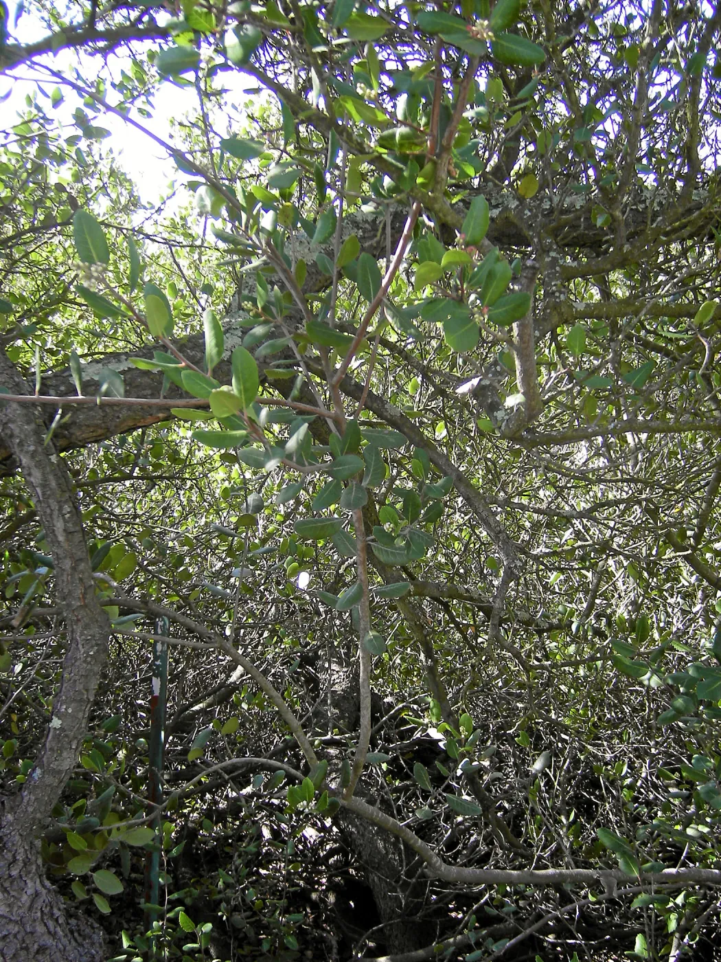 Brush at SBBG before fire clearance