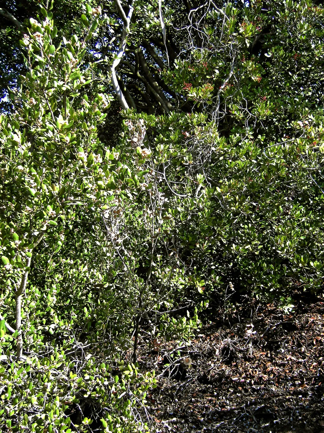 Brush at SBBG before fire clearance