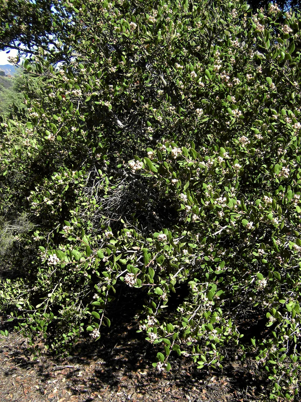 Brush at SBBG before fire clearance