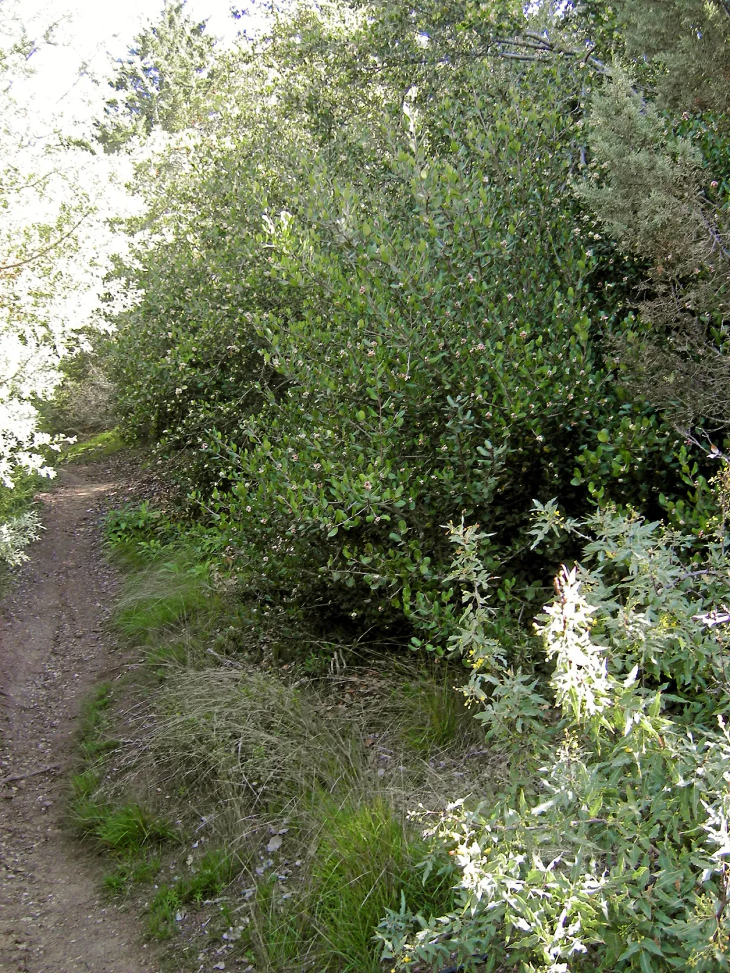 Brush at SBBG before fire clearance