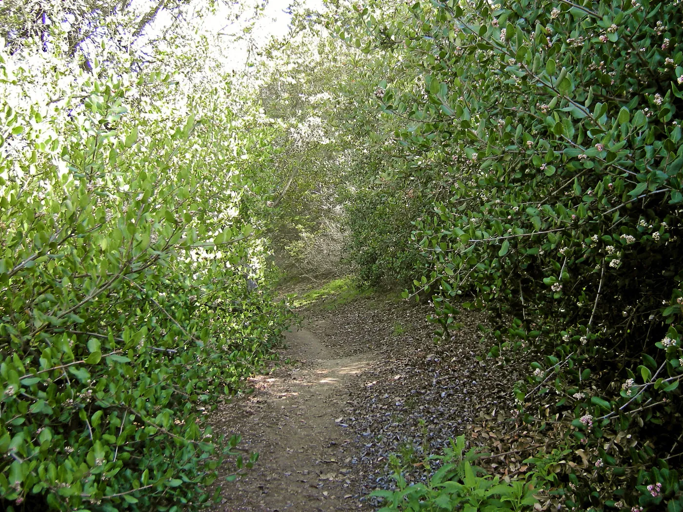 Brush at SBBG before fire clearance
