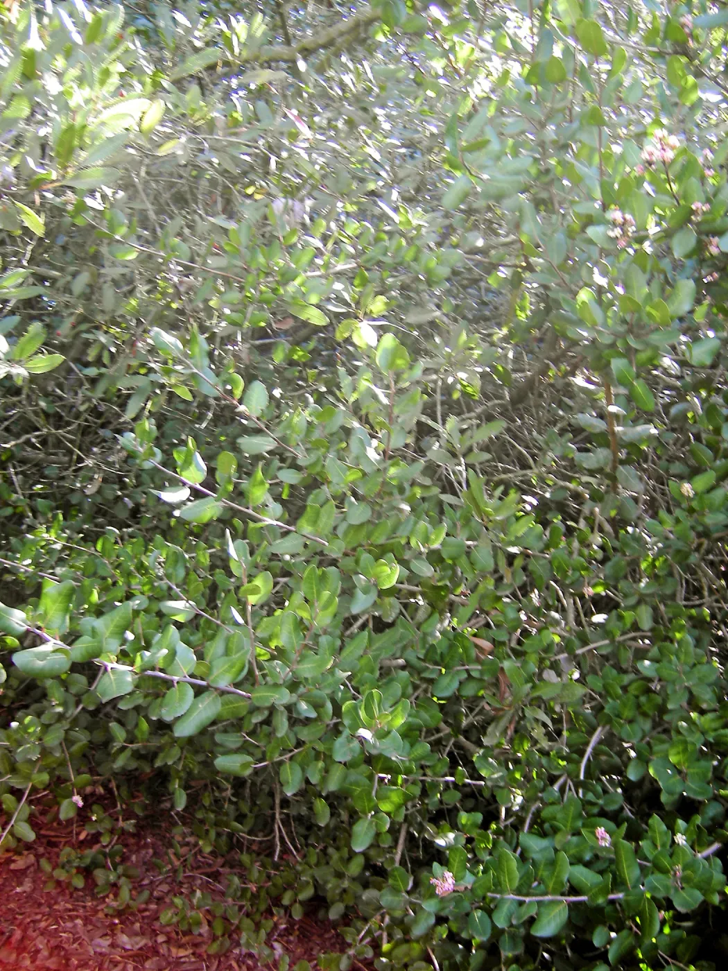 Brush at SBBG before fire clearance