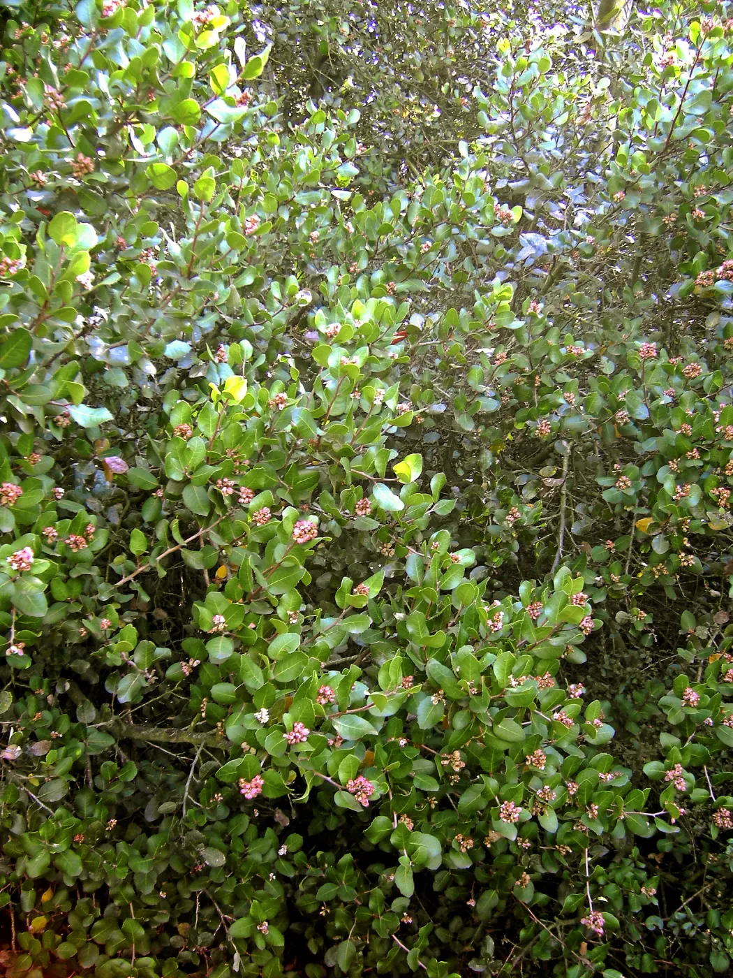 Brush at SBBG before fire clearance