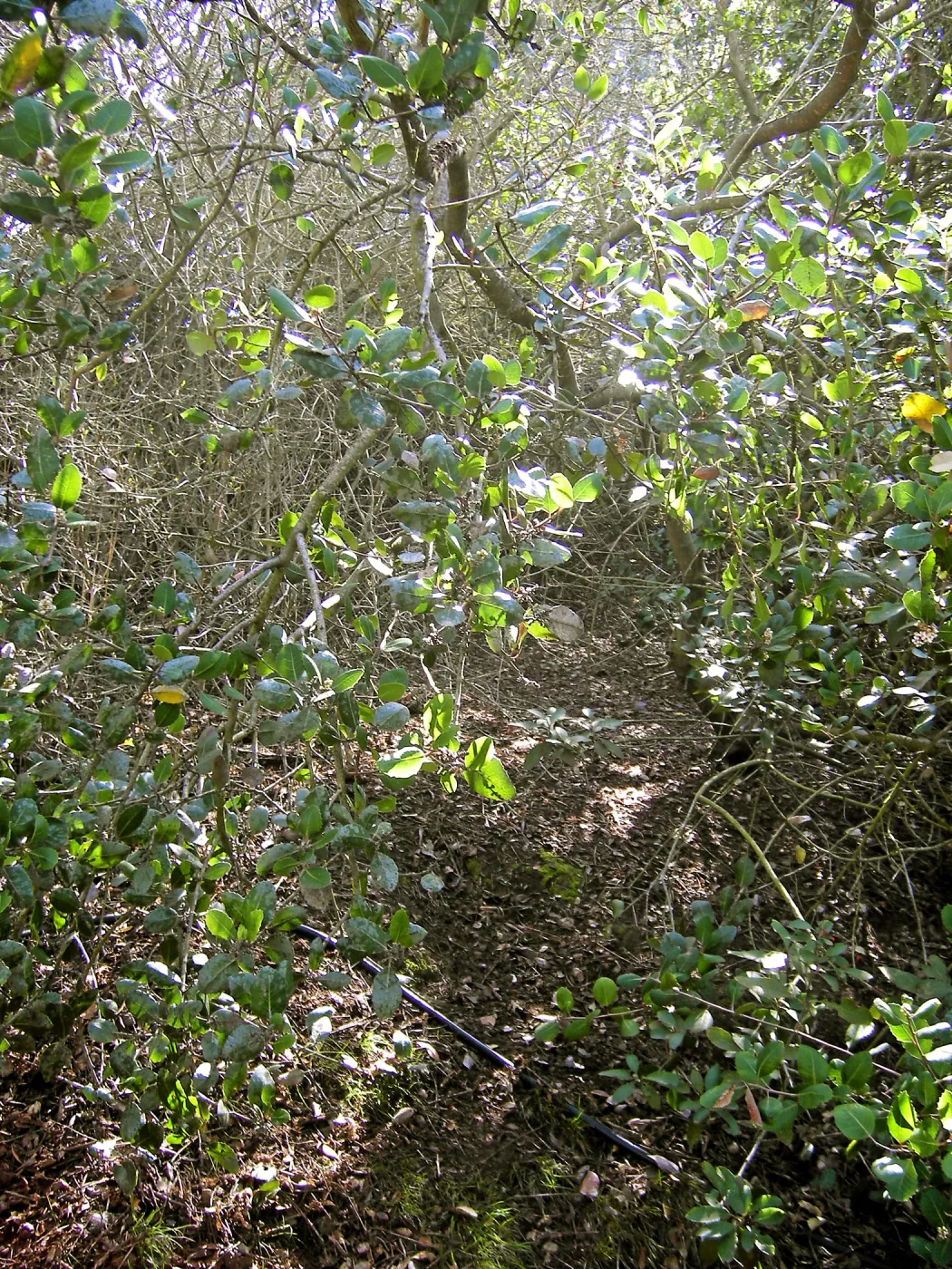 Brush at SBBG before fire clearance