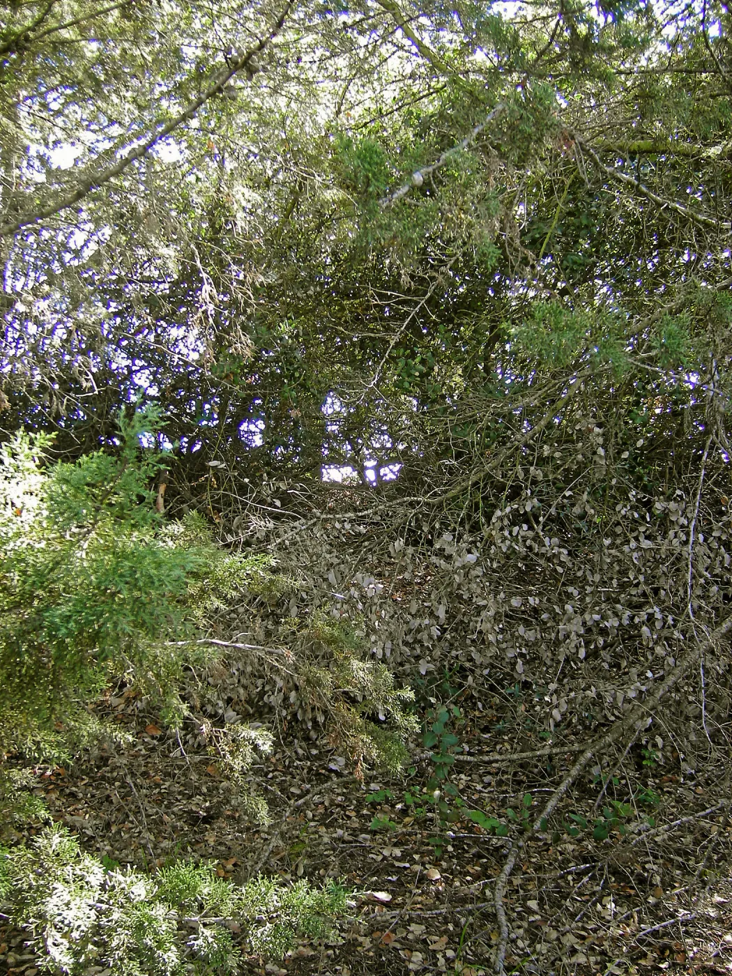 Brush at SBBG before fire clearance