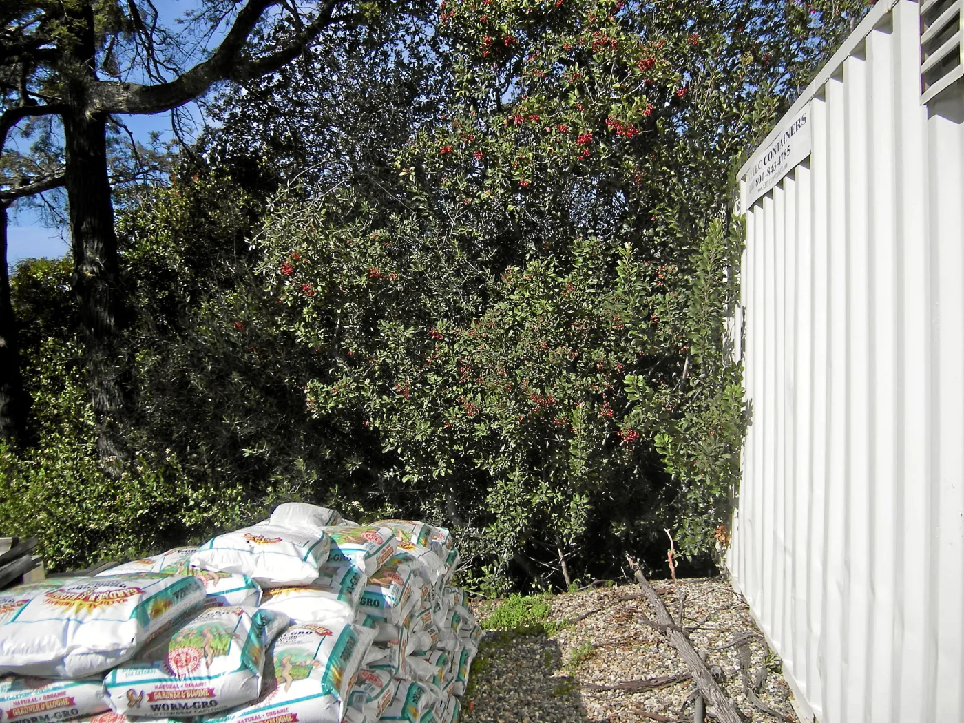 Brush at SBBG before fire clearance