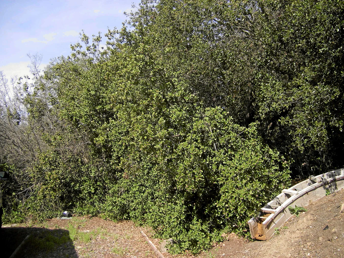 Brush at SBBG before fire clearance