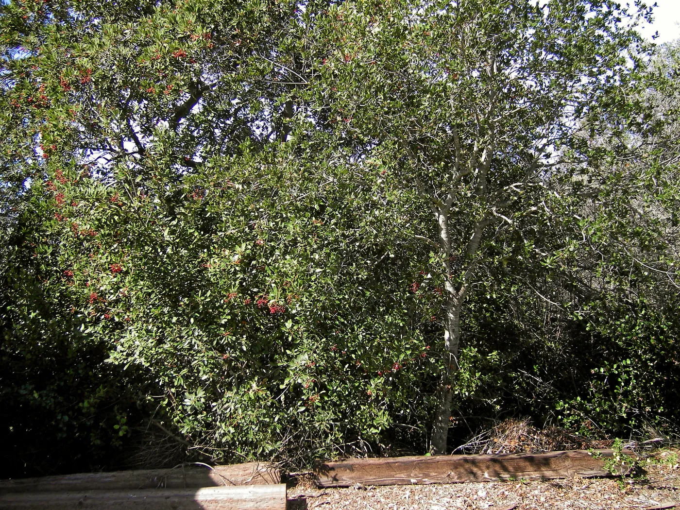 Brush at SBBG before fire clearance