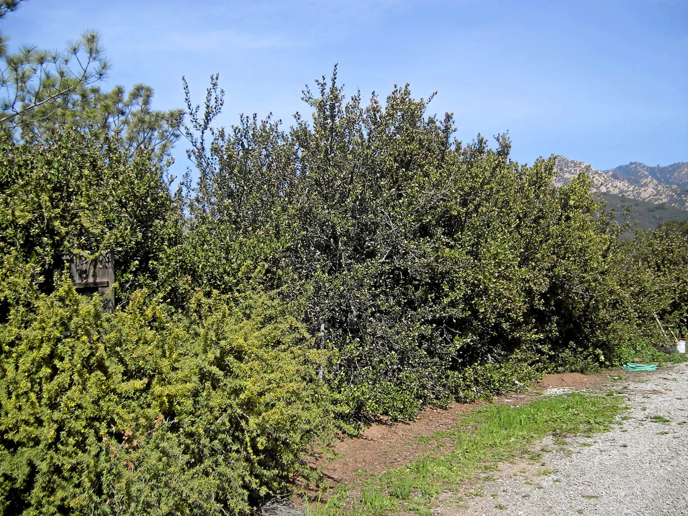 Brush at SBBG before fire clearance