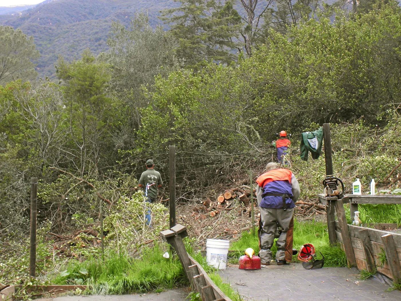 Fire clearance of brush at SBBG