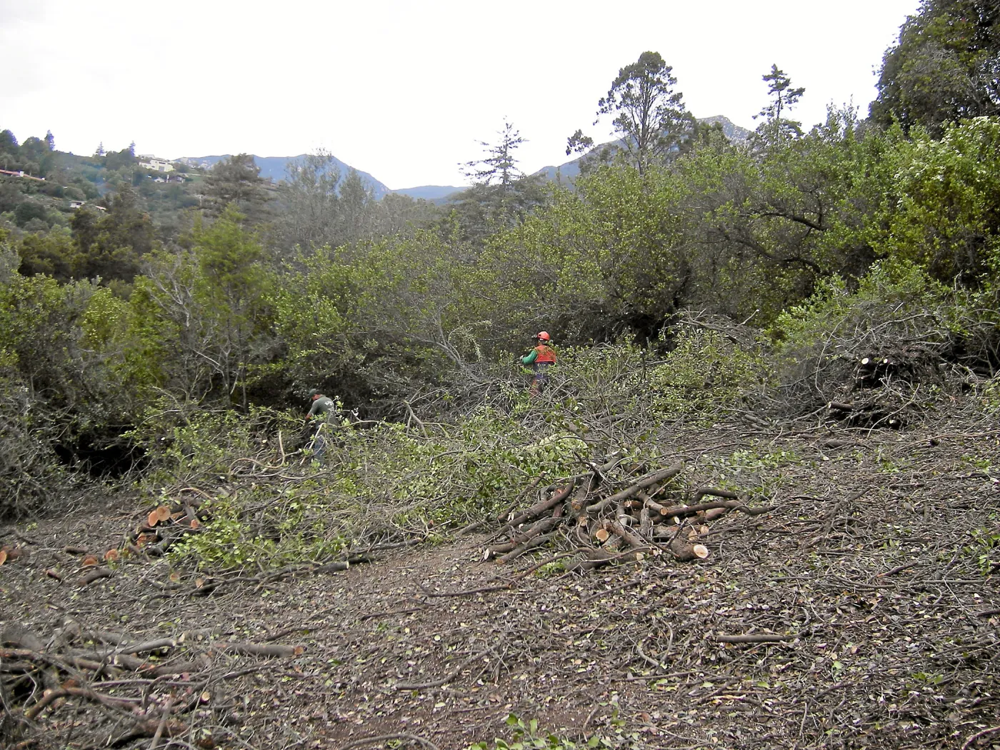 Fire clearance of brush at SBBG