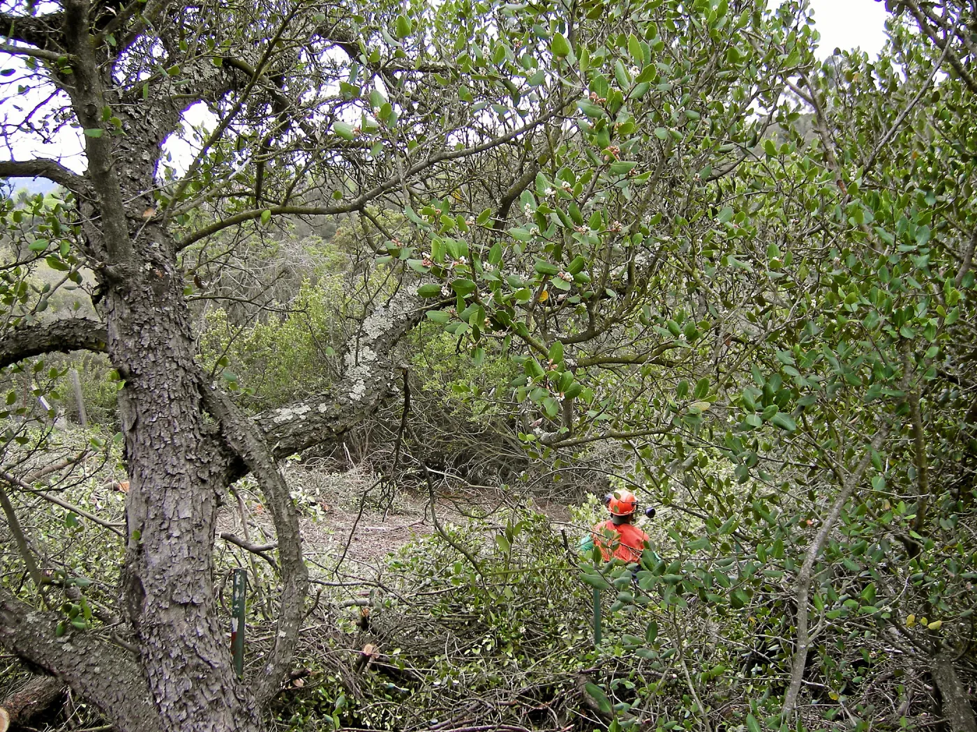Fire clearance of brush at SBBG