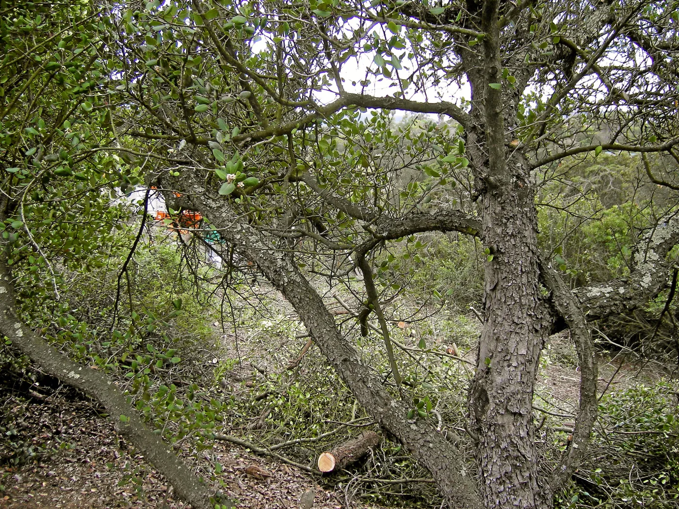 Fire clearance of brush at SBBG