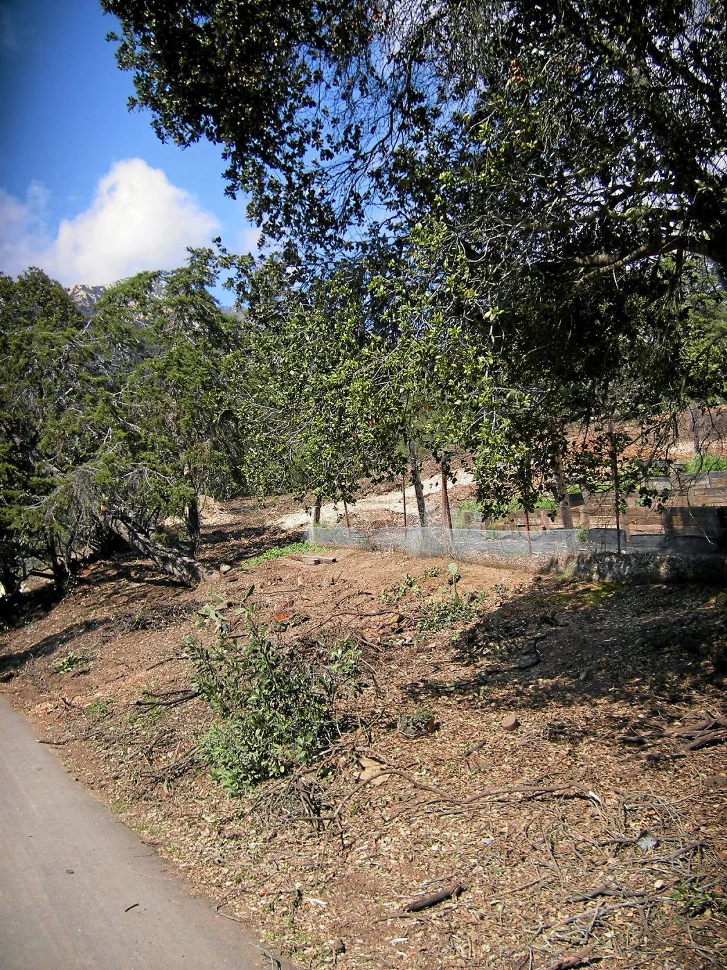 Fire clearance of brush at SBBG