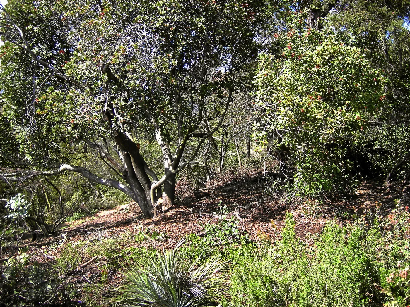Fire clearance of brush at SBBG
