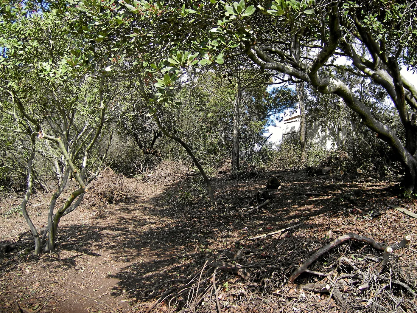 Fire clearance of brush at SBBG