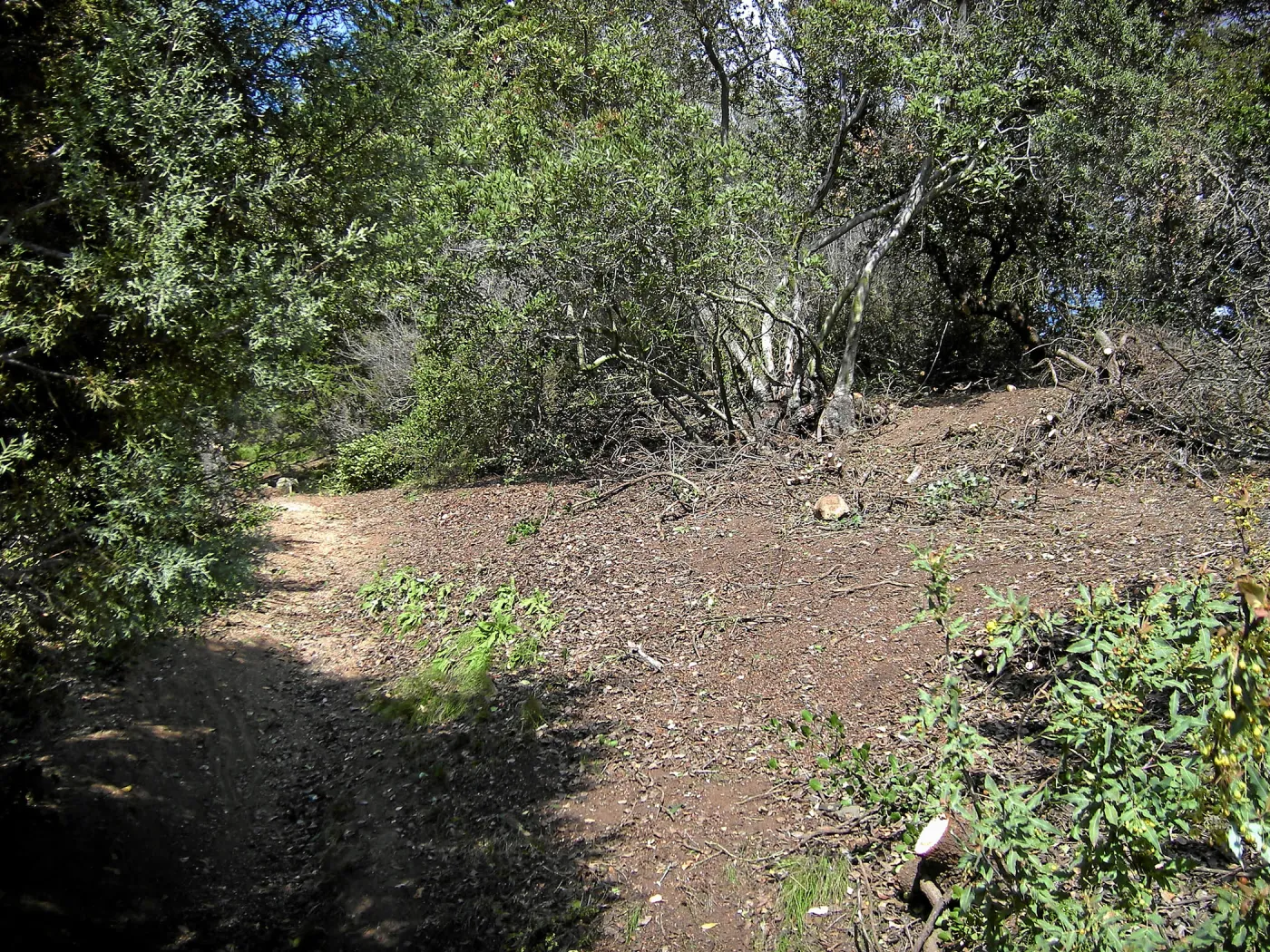 Fire clearance of brush at SBBG