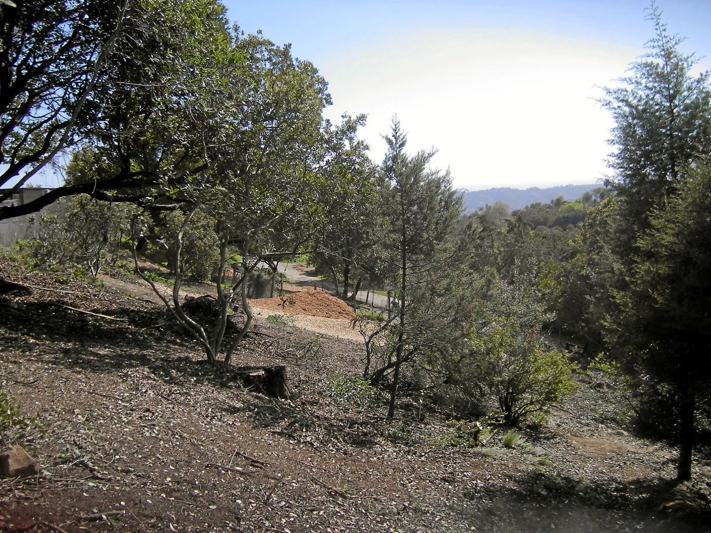 Fire clearance of brush at SBBG