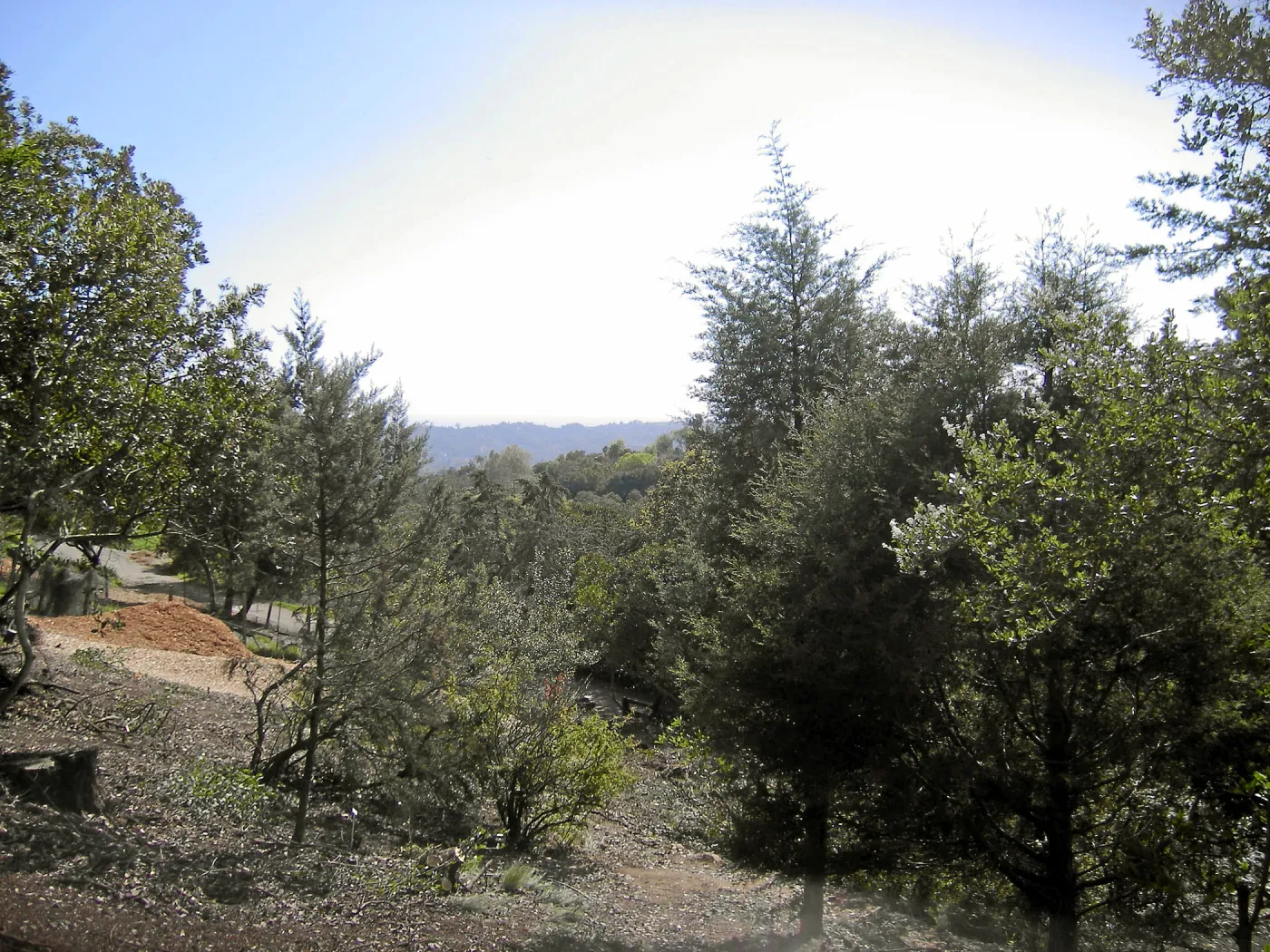 Fire clearance of brush at SBBG