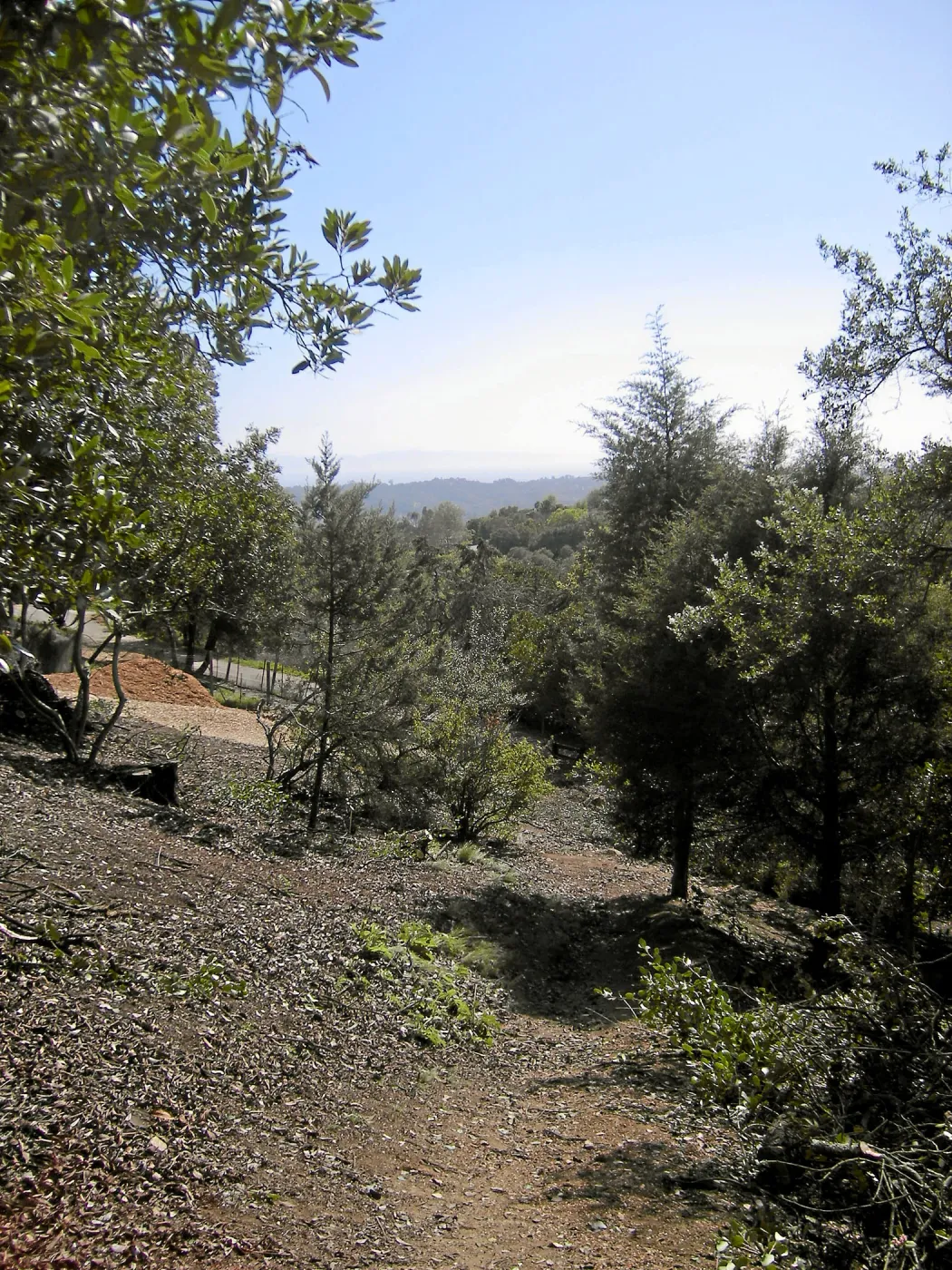 Fire clearance of brush at SBBG