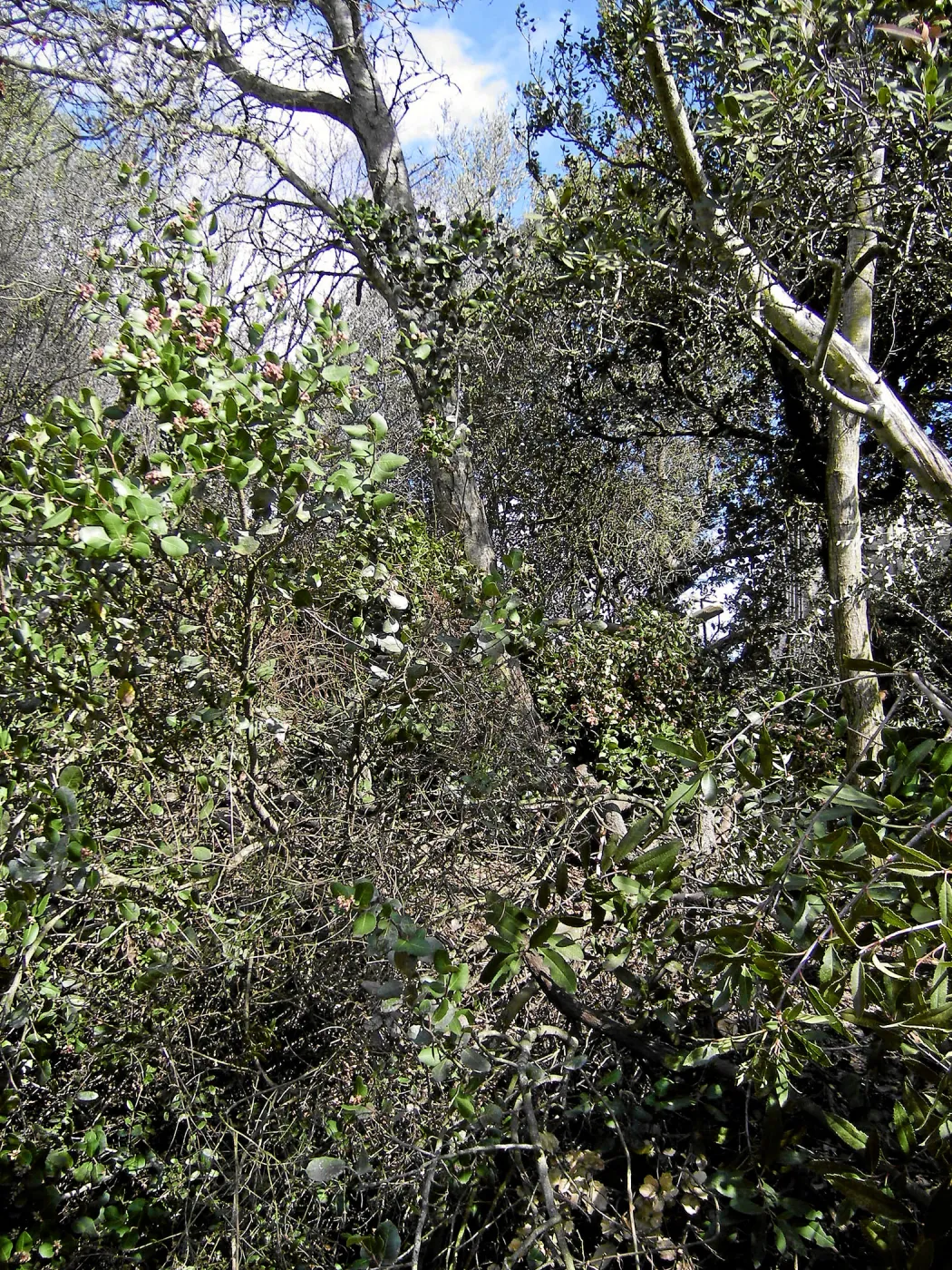 Fire clearance of brush at SBBG