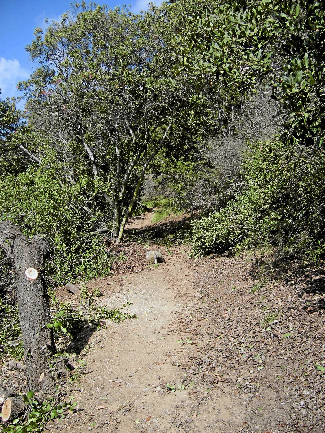 Fire clearance of brush at SBBG