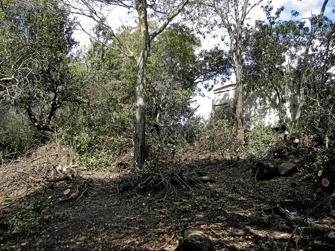 Fire clearance of brush at SBBG