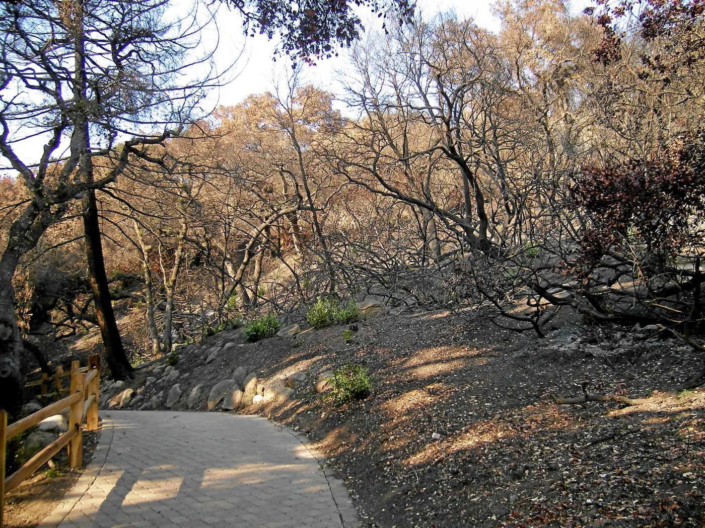Woodland Trail, after the Jesusita Fire