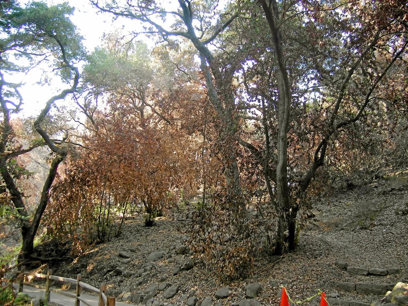Woodland Trail, after the Jesusita Fire