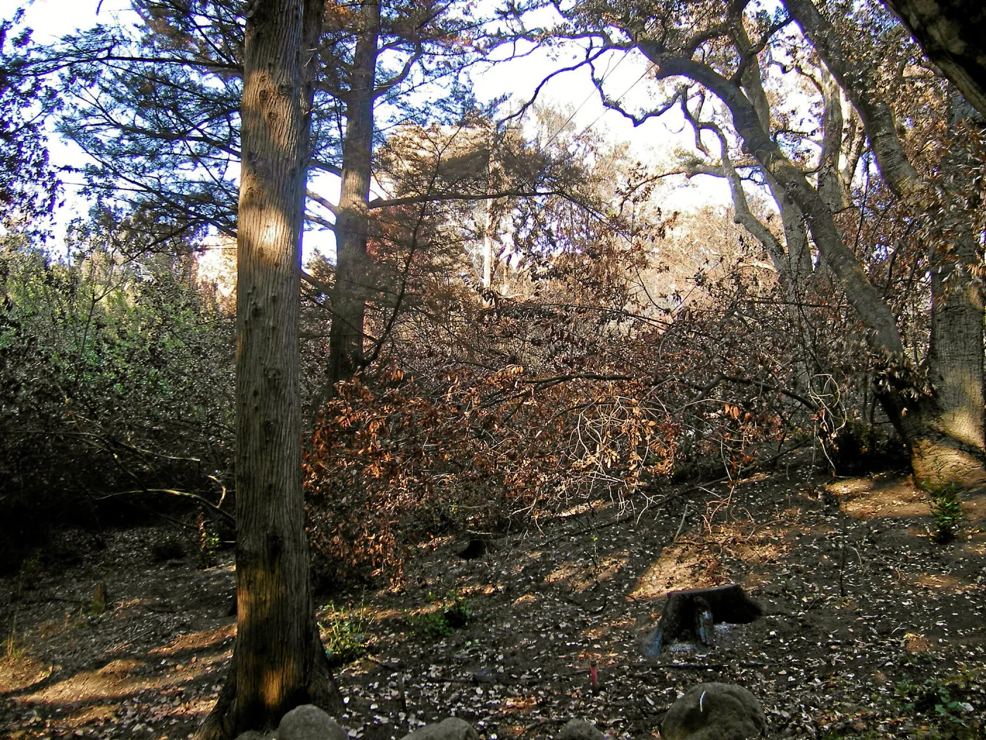 Canyon, after the Jesusita Fire