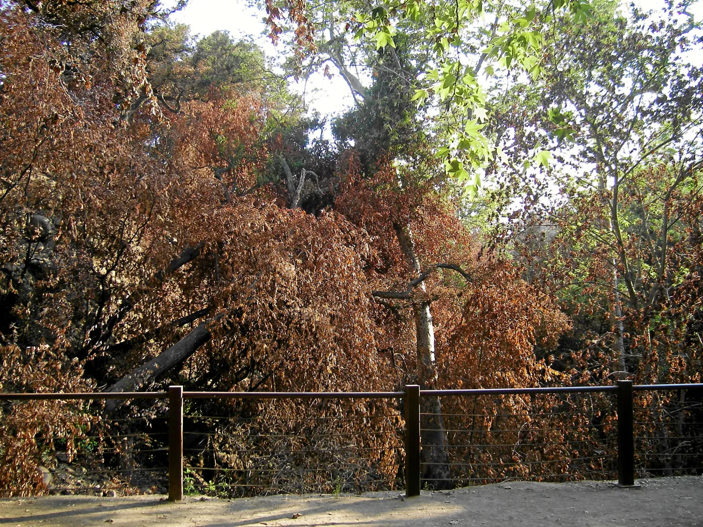 After the Jesusita Fire, Dam Overlook