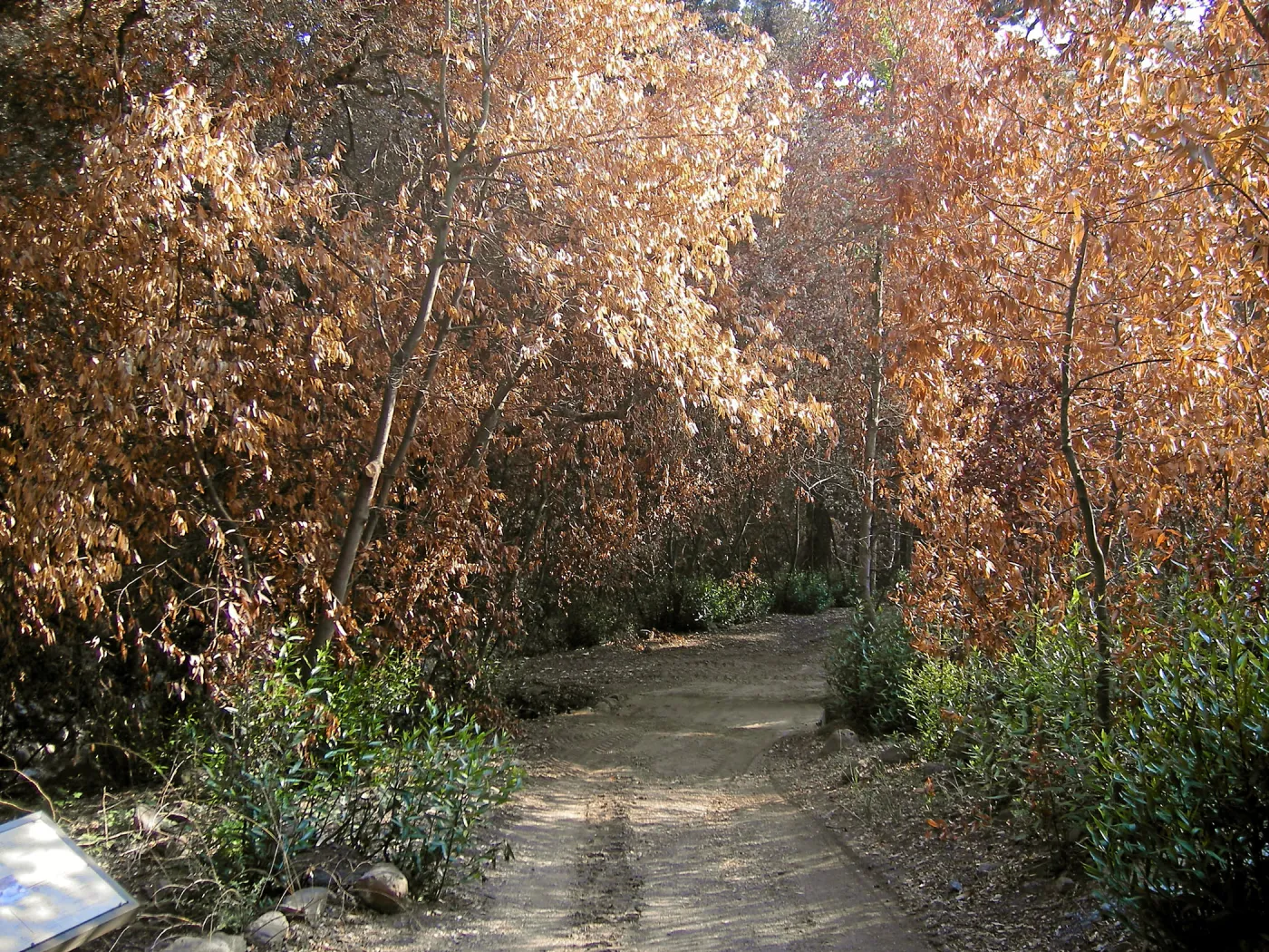 Canyon, after the Jesusita Fire