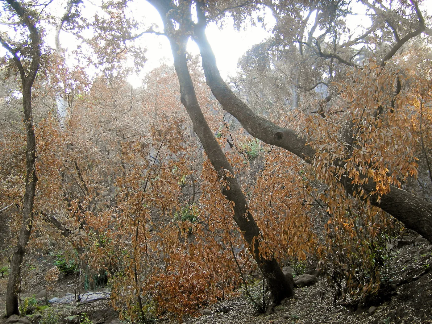 Canyon, after the Jesusita Fire
