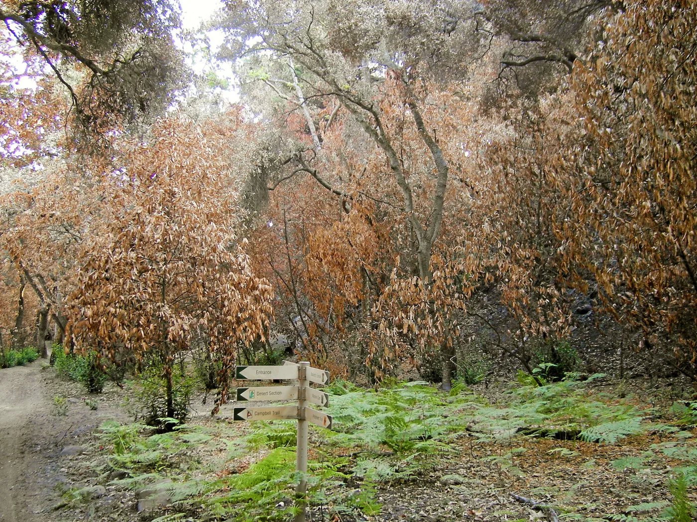 Canyon, after the Jesusita Fire