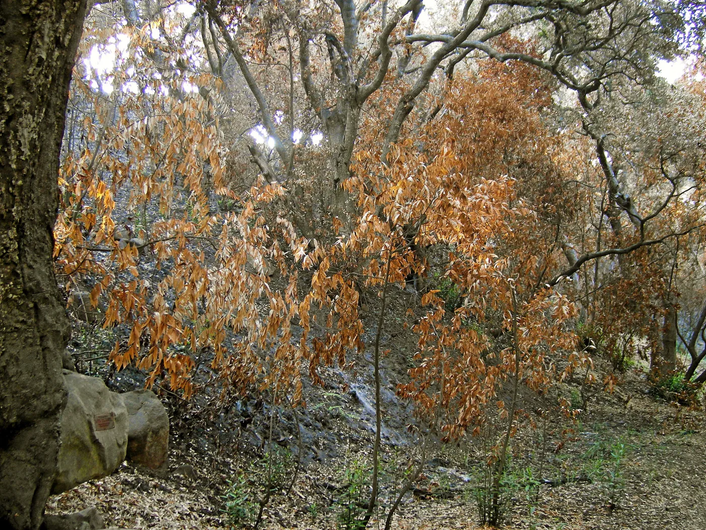 Canyon, after the Jesusita Fire