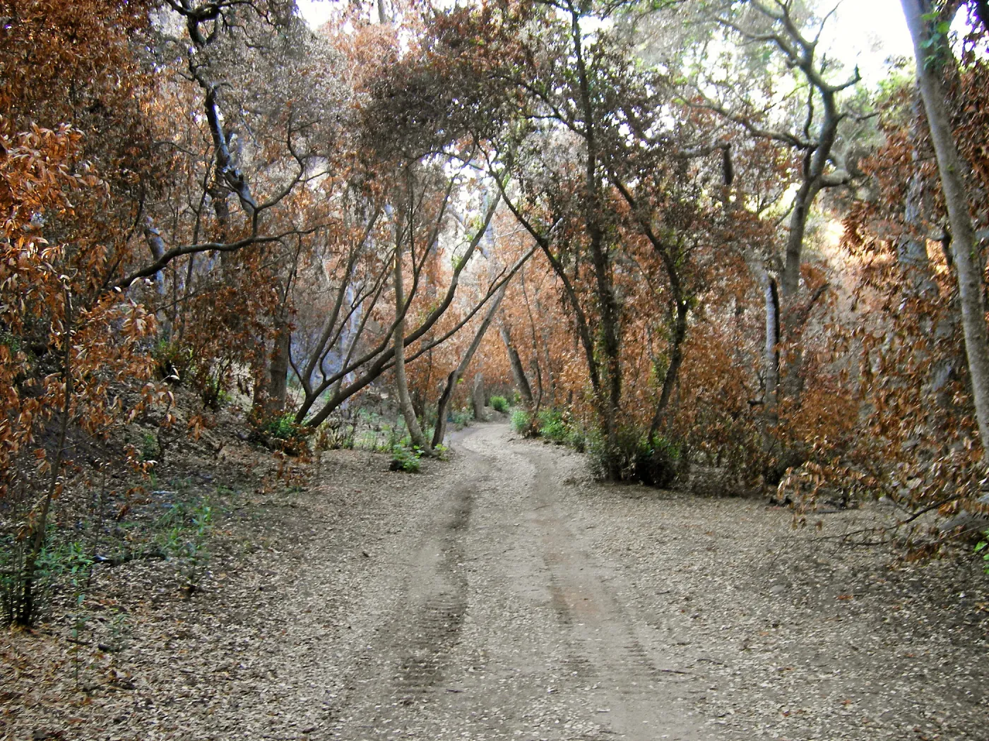 Canyon, after the Jesusita Fire