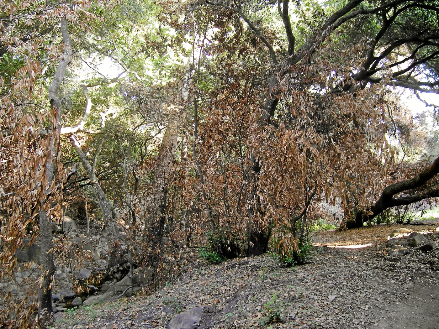 Canyon, after the Jesusita Fire