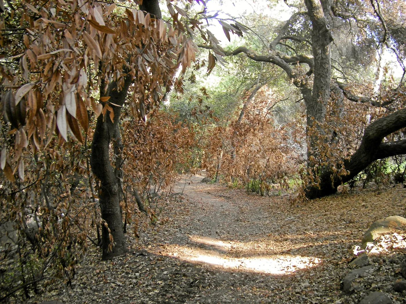 Canyon trails, after the Jesusita Fire