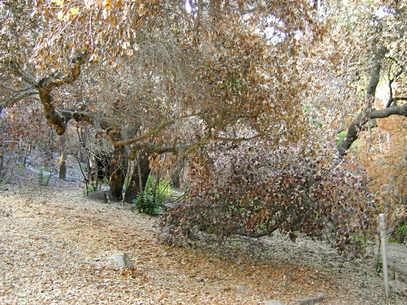 Canyon trails, after the Jesusita Fire