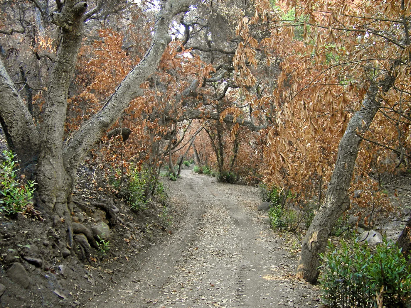 Canyon trails, after the Jesusita Fire