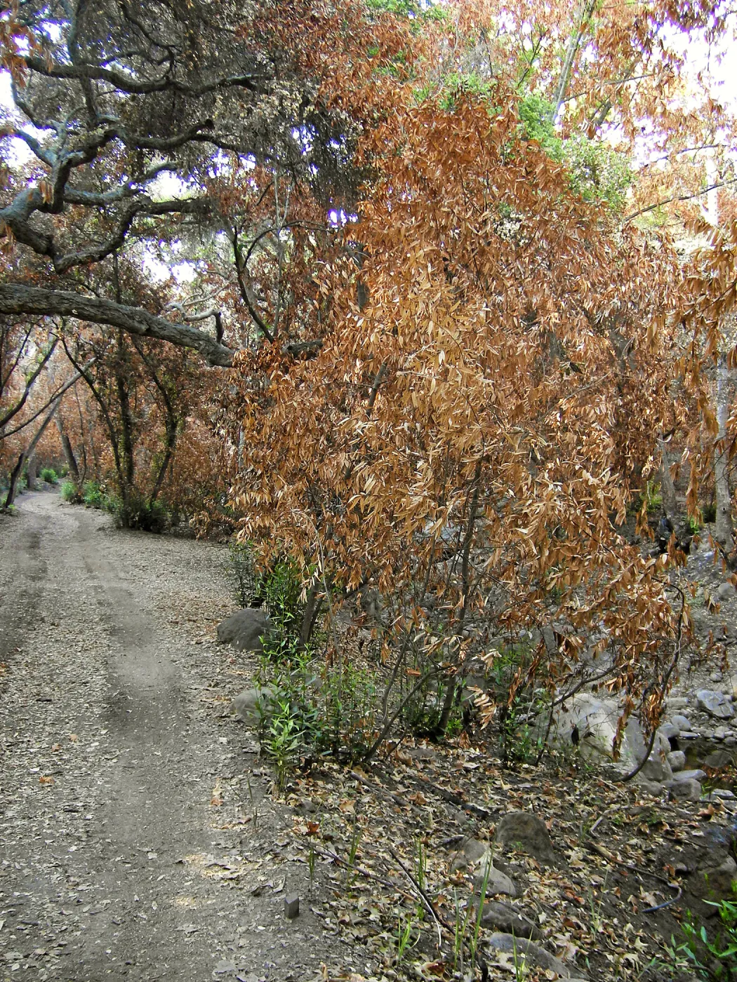 Canyon trails, after the Jesusita Fire