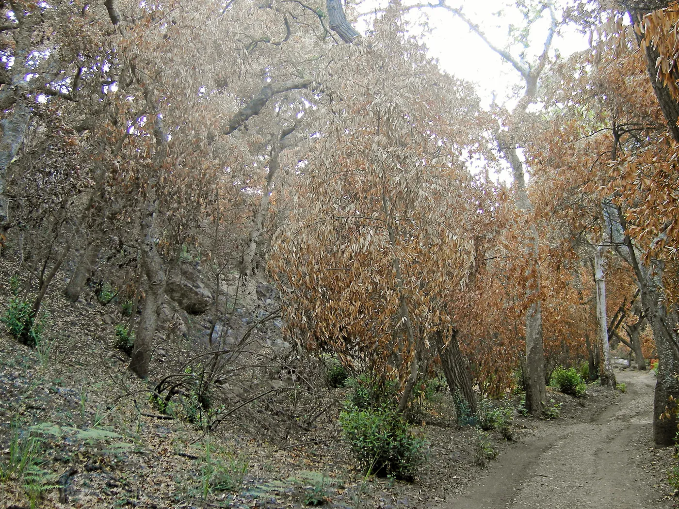 Canyon trails, after the Jesusita Fire
