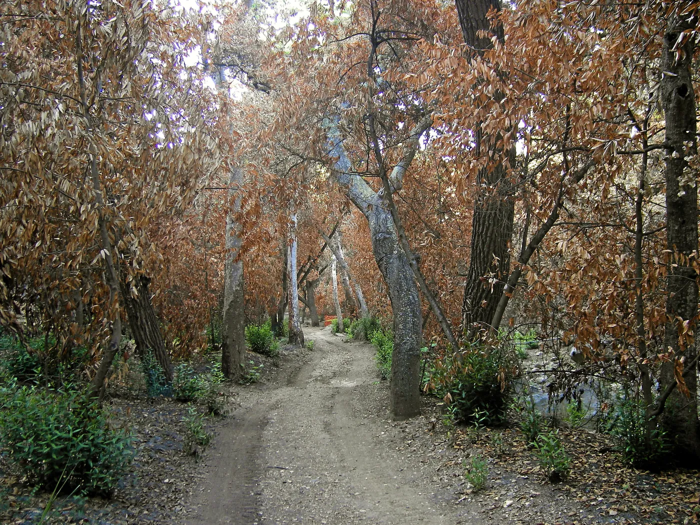 Canyon trails, after the Jesusita Fire
