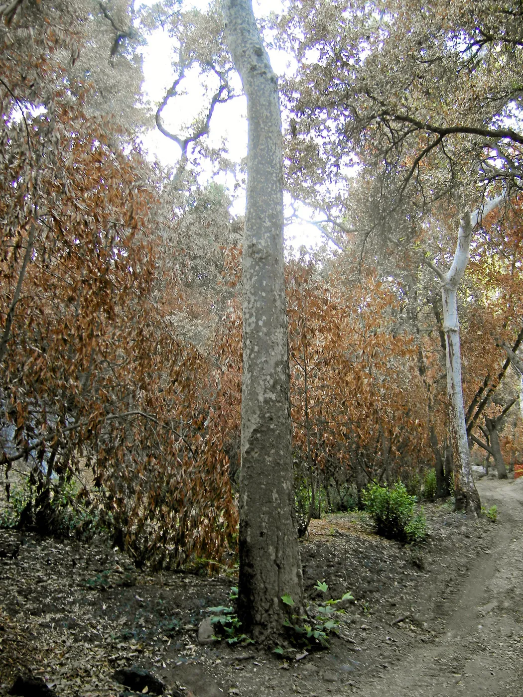 Canyon trails, after the Jesusita Fire
