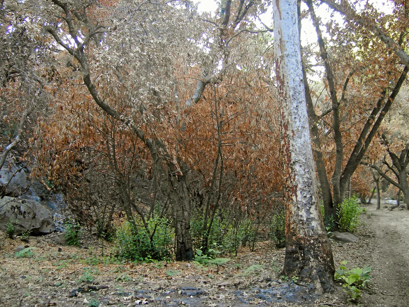 Canyon, after the Jesusita Fire