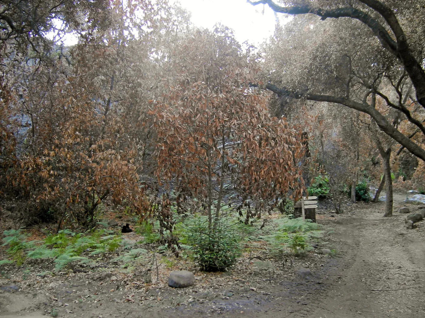 Canyon, after the Jesusita Fire